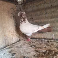 کفتر  نر کله دم قهوه ای