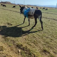 خر گله|حیوانات مزرعه|مرودشت, کناره|دیوار