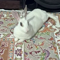 خرگوش معمولی