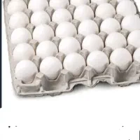 فروش تخم مرغ