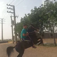 نریان مادیان کره سواری همه