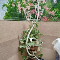 استند دو طبقه و گل پتوس