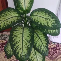 گل دیفن باخیا|گل و گیاه طبیعی|آستارا, |دیوار