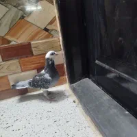 ماده ابلغ|پرنده|زاهدان, |دیوار