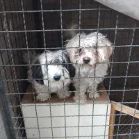 واگذاری دوقلاده سگ شیتزو تریل نر وماده بالغ|سگ|مشهد, علی آباد|دیوار