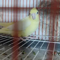 عروس هلندی آلبینو مهر.. لوتینو تک خال زعفرونی ماده|پرنده|تایباد, |دیوار