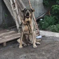 ماده پژدر استثنایی