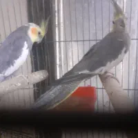 عروس هلندی نر ماوه و تک|پرنده|ابهر, |دیوار