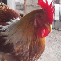 برهما|حیوانات مزرعه|مشگین شهر, |دیوار