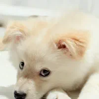 سگ پامر|سگ|بندر دیر, |دیوار