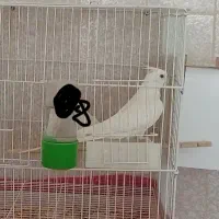 عروس هلندی آلبینیو ماده|پرنده|امیدیه, |دیوار