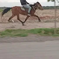 اسب مادیون