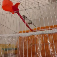 قناری|پرنده|گلمکان, |دیوار