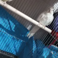 عروس هلندی جفت