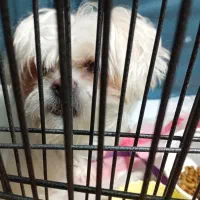 سگ واگذاری شیتزوتریرسفیدماده ۲عدد