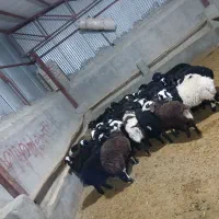 بره ومیش وشیشک