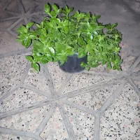 گل یخ سالم و سرحال و پرریشه