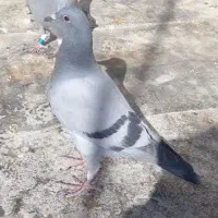 جوجه پلاکی ،گم شده،پلاکی