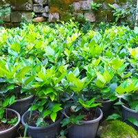 گل یاس|گل و گیاه طبیعی|کلاچای, |دیوار