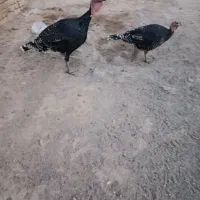 بوقلمو جوان