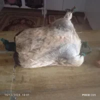 خیگ|صنایع دستی و سایر لوازم تزئینی|لردگان, |دیوار