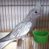 پرنده