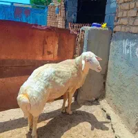 قوچ شیشک