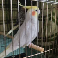 عروس هلندی جفت نر و ماده