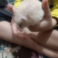 همستر سوری .ومینیاتوری خوشکل