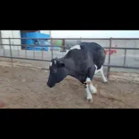 ماده گاو جوان|حیوانات مزرعه|خنجین, |دیوار