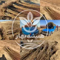 باردهی خوشه ای باددام پیوندی لیبل دار
