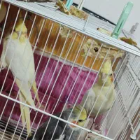 فروش عروس هلندی