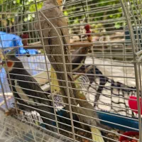 جوجه عروس هلندی ۲ ماهه