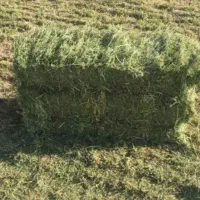یونجا
