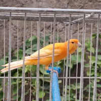 جوجه قناری|پرنده|ابریشم, |دیوار