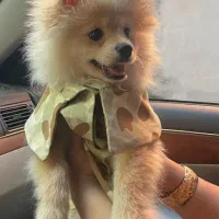 پامرخوشگل وبازیگوش|سگ|قائم‌شهر, |دیوار