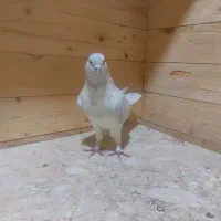 کبوتر|پرنده|ارشق, |دیوار