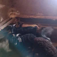 فروش چهار راس بره دشتی|حیوانات مزرعه|کرانی, |دیوار