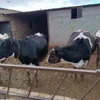 دوتاگاوشیری