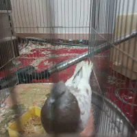پرنده