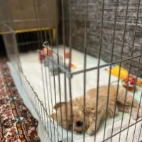 قفس سگ|لوازم جانبی حیوانات|ری, ظهیرآباد|دیوار