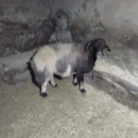 قوچ افشار|حیوانات مزرعه|صحنه, |دیوار