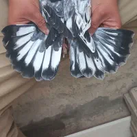کفتر مفلق رنگ خاص وارداتی
