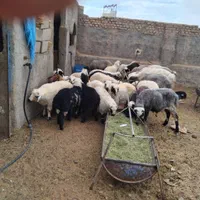 بره وگوسفندبومی با قصاب رایگان|حیوانات مزرعه|یزد, |دیوار