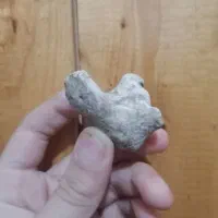 سنگ های فسیل وعجیب|کلکسیون و سرگرمی|آزادشهر, |دیوار