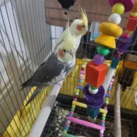 1 جفت عروس هلندی نر و ماده