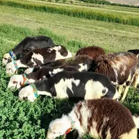 فروش انواع نژاد گوسفند ب صورت تک و عمده|حیوانات مزرعه|محمدشهر, |دیوار