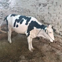 گاو وگوساله|حیوانات مزرعه|سراوان, |دیوار