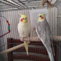 جفت عروس هلندی همراه با قفس|پرنده|تهران, وحیدیه|دیوار