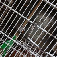 سیره|پرنده|خرمآباد, |دیوار